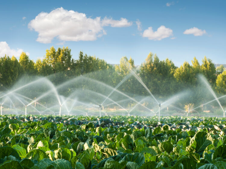 Irrigation image